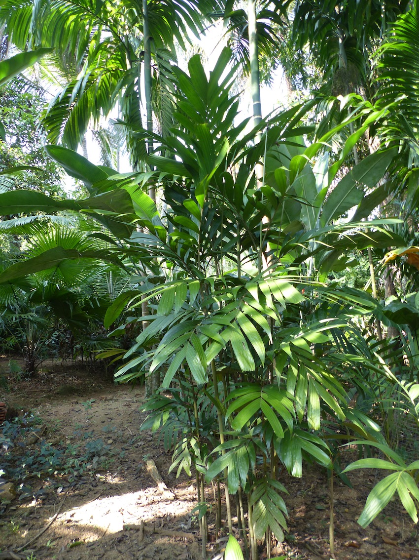 Thabit's Pinanga growing and suckering