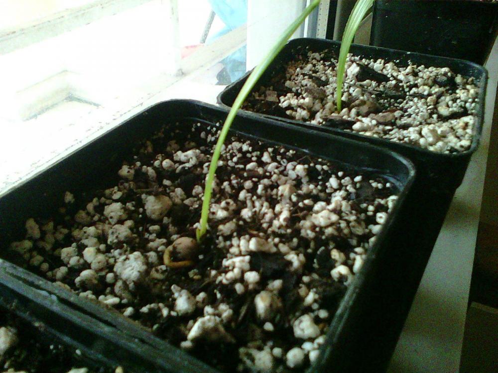 Photo0571.thumb.jpg.349fd3b6fa6c8a51c8e7