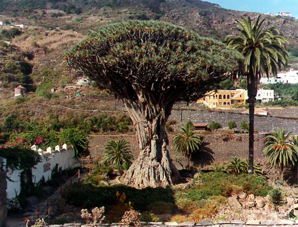 drago-milenario-de-tenerife.jpg