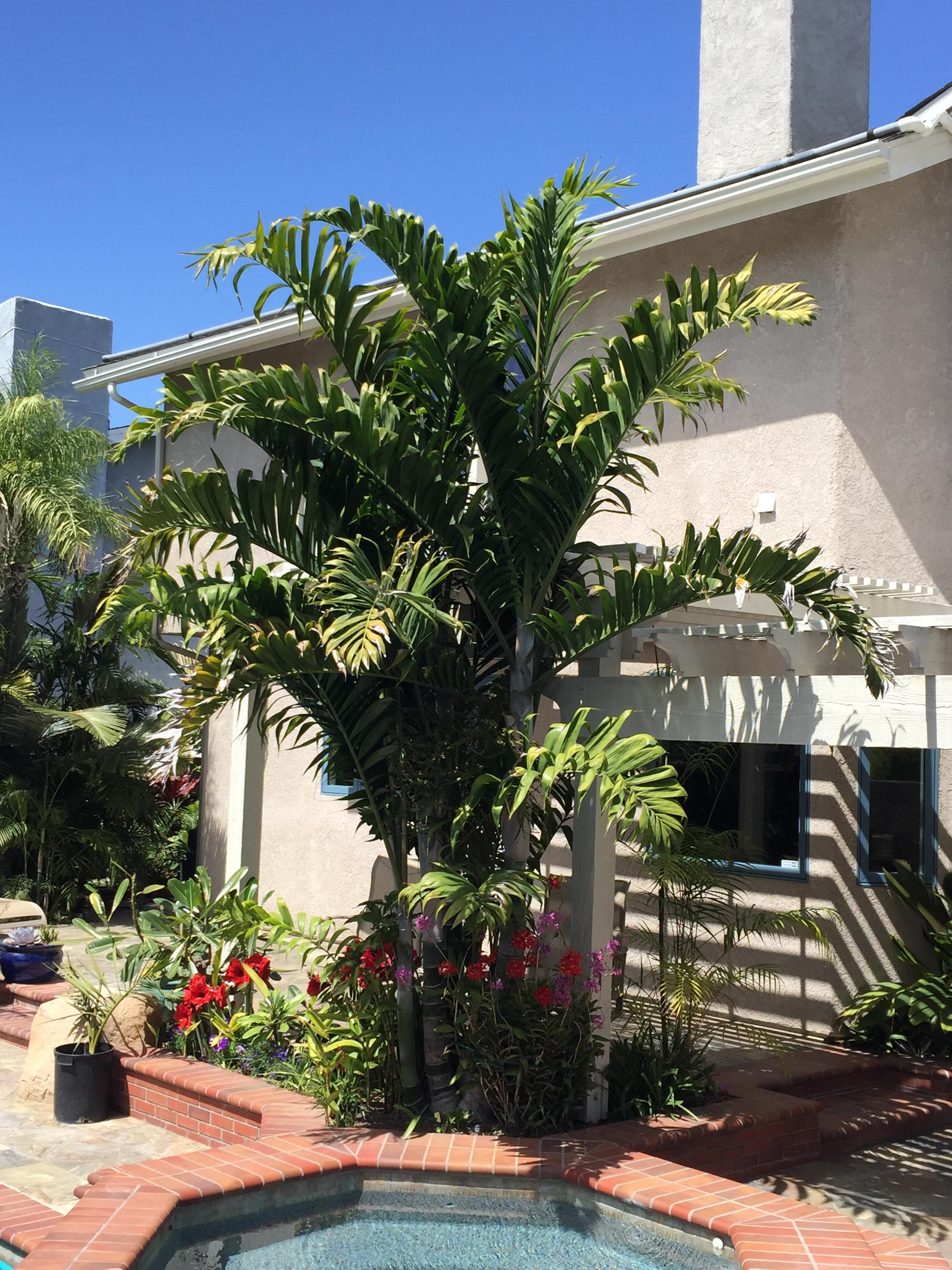 PSSC director's garden