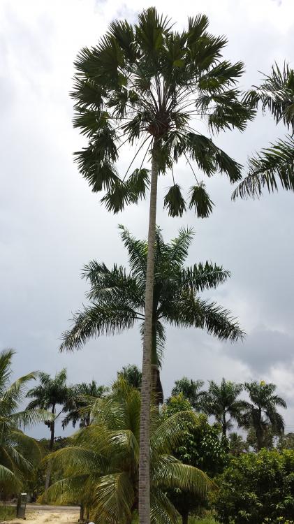 20150901_124059.thumb.jpg.572c53d3ca3f51