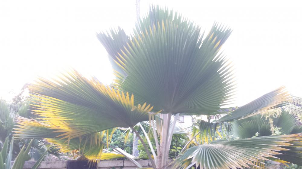 20150906_183723.thumb.jpg.f0d737082d5cf0