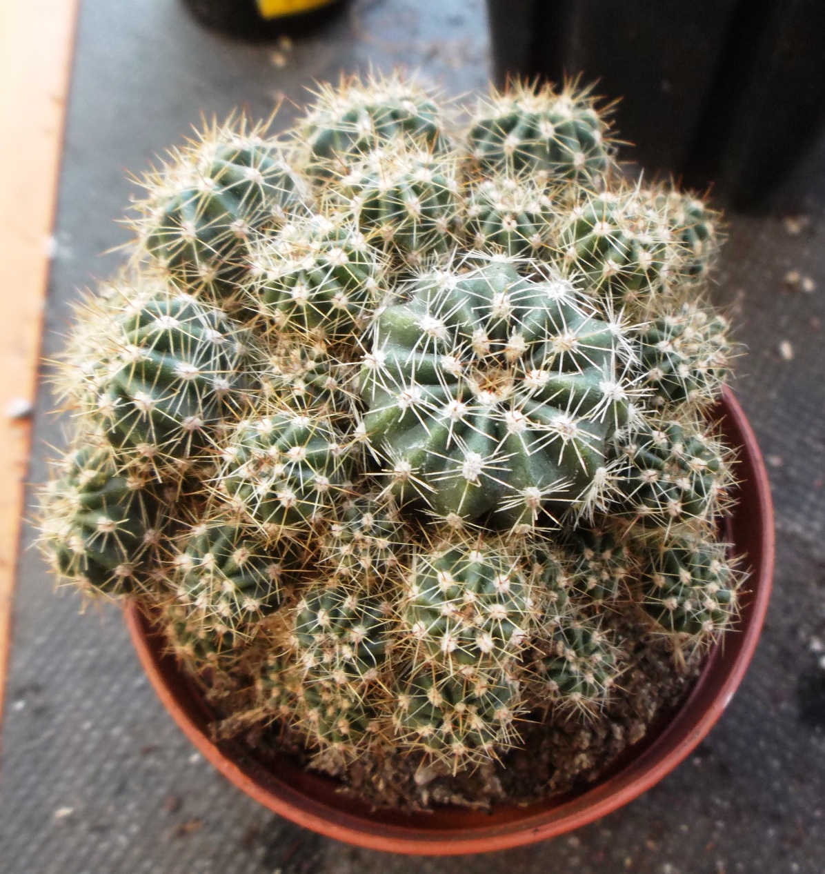 Non-Palm Plant IDs