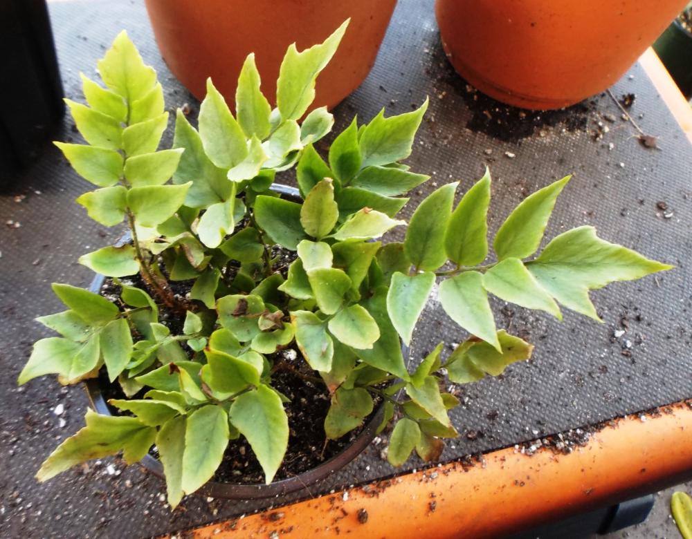 56afca75d676c_unknownfern.thumb.JPG.782b