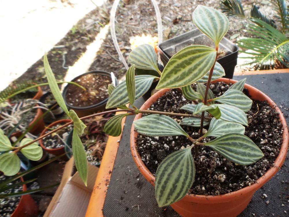 56afcb02b9224_stripedleafplant01.thumb.J