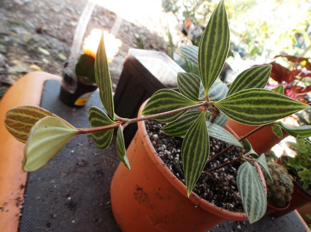 56afcb0c07f97_stripedleafplant02.thumb.J
