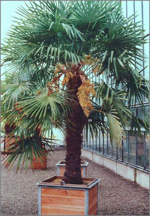 56afebc41798e_Trachycarpusfortunei1987-0