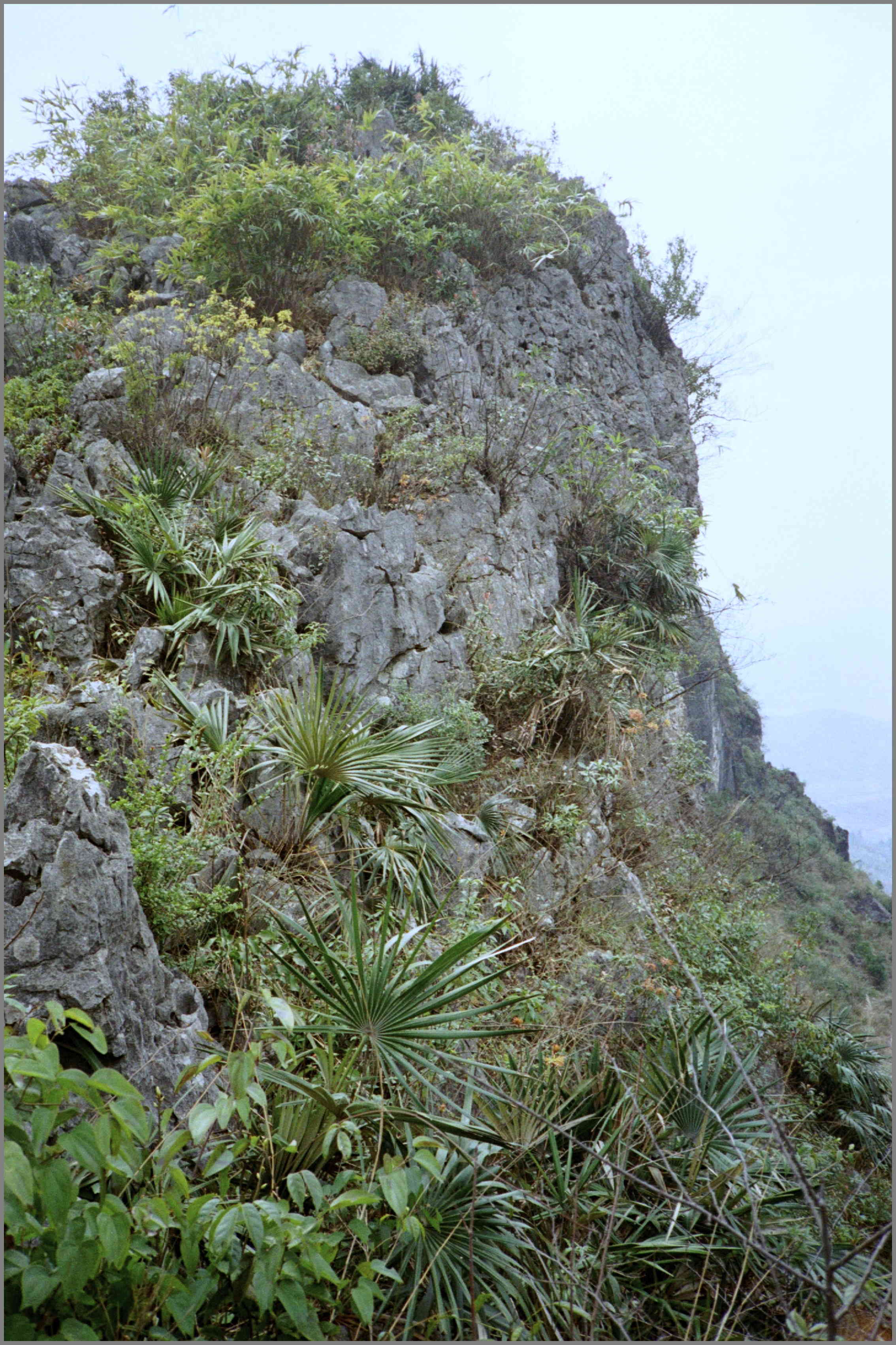 Guihaia argyrata are so beautiful DISCUSSING PALM TREES WORLDWIDE