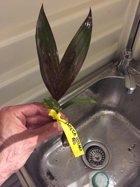 Areca Vestiaria..” 1.JPG