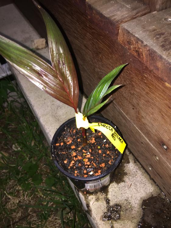 Areca Vestiaria..” 2.JPG