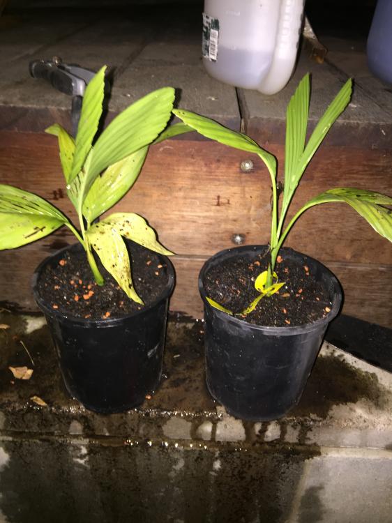 Chamaedorea ernesti-augusti 2.JPG