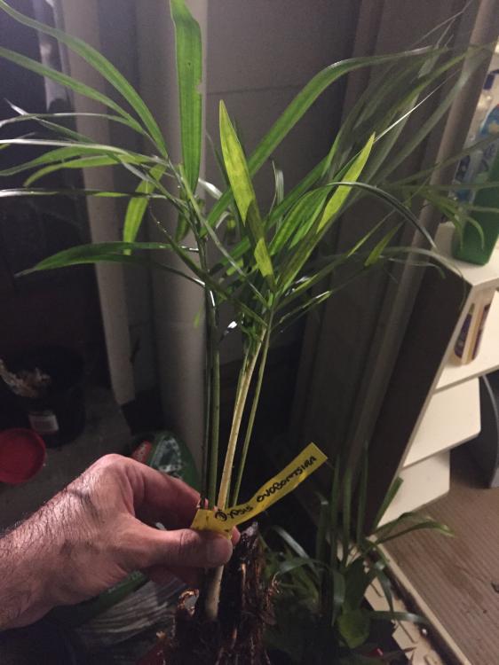 Dypsis ovobontsira 1.JPG