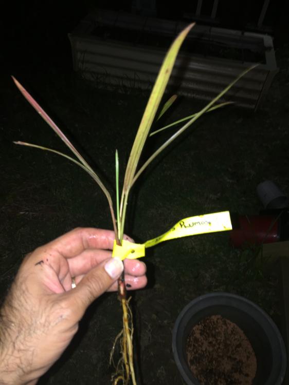 Dypsis Plumosa 1.JPG