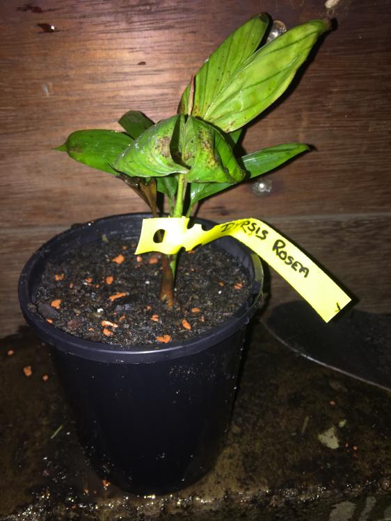 Dypsis rosea 2.JPG