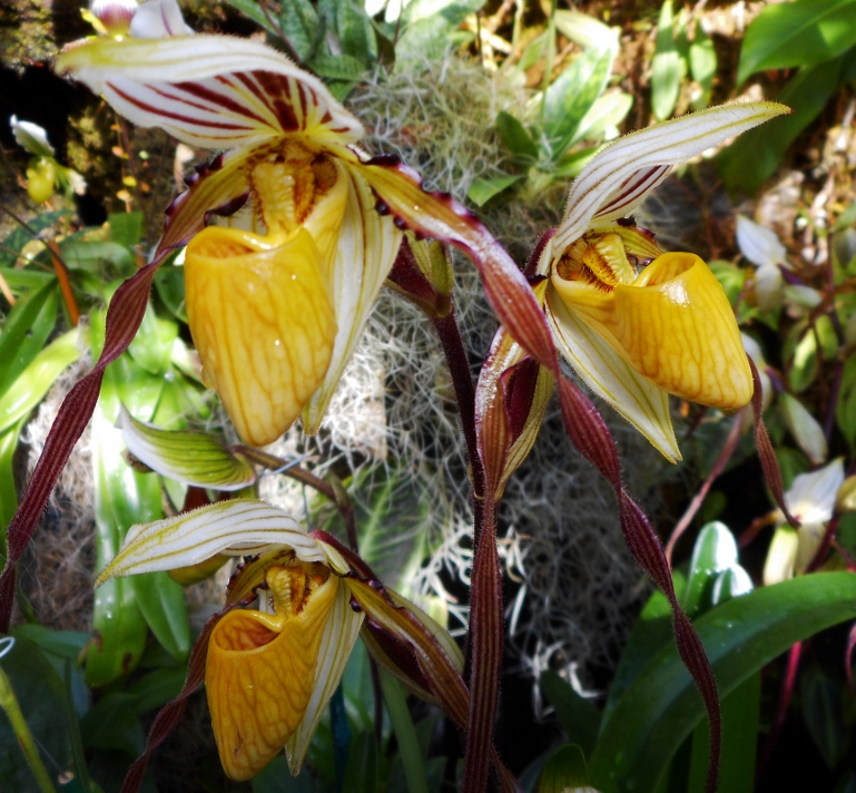 Orchids in Puerto Rico in February - TROPICAL LOOKING PLANTS - Other Than  Palms - PalmTalk