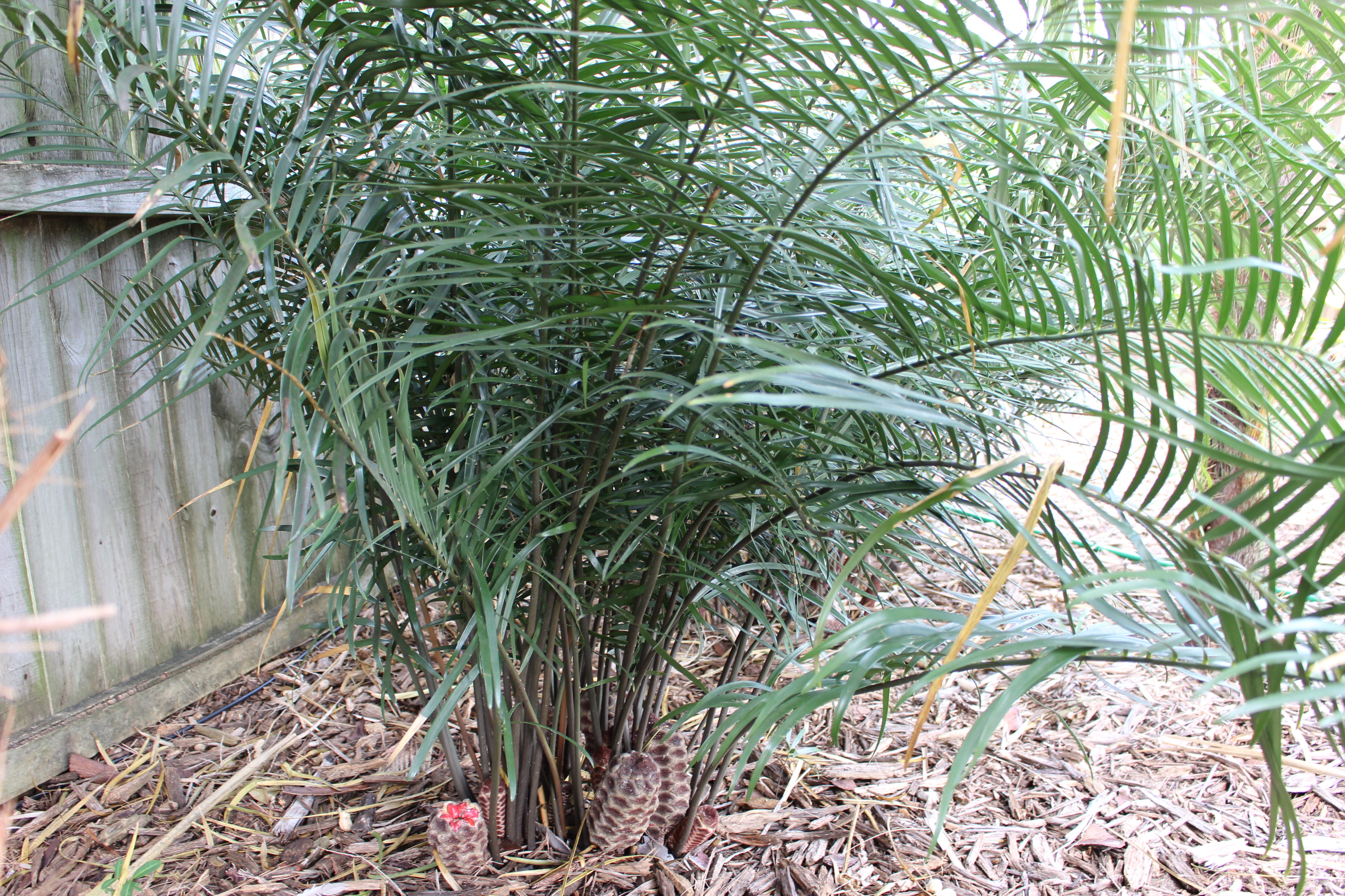 Zamia sp. 'Jamaica Giant'