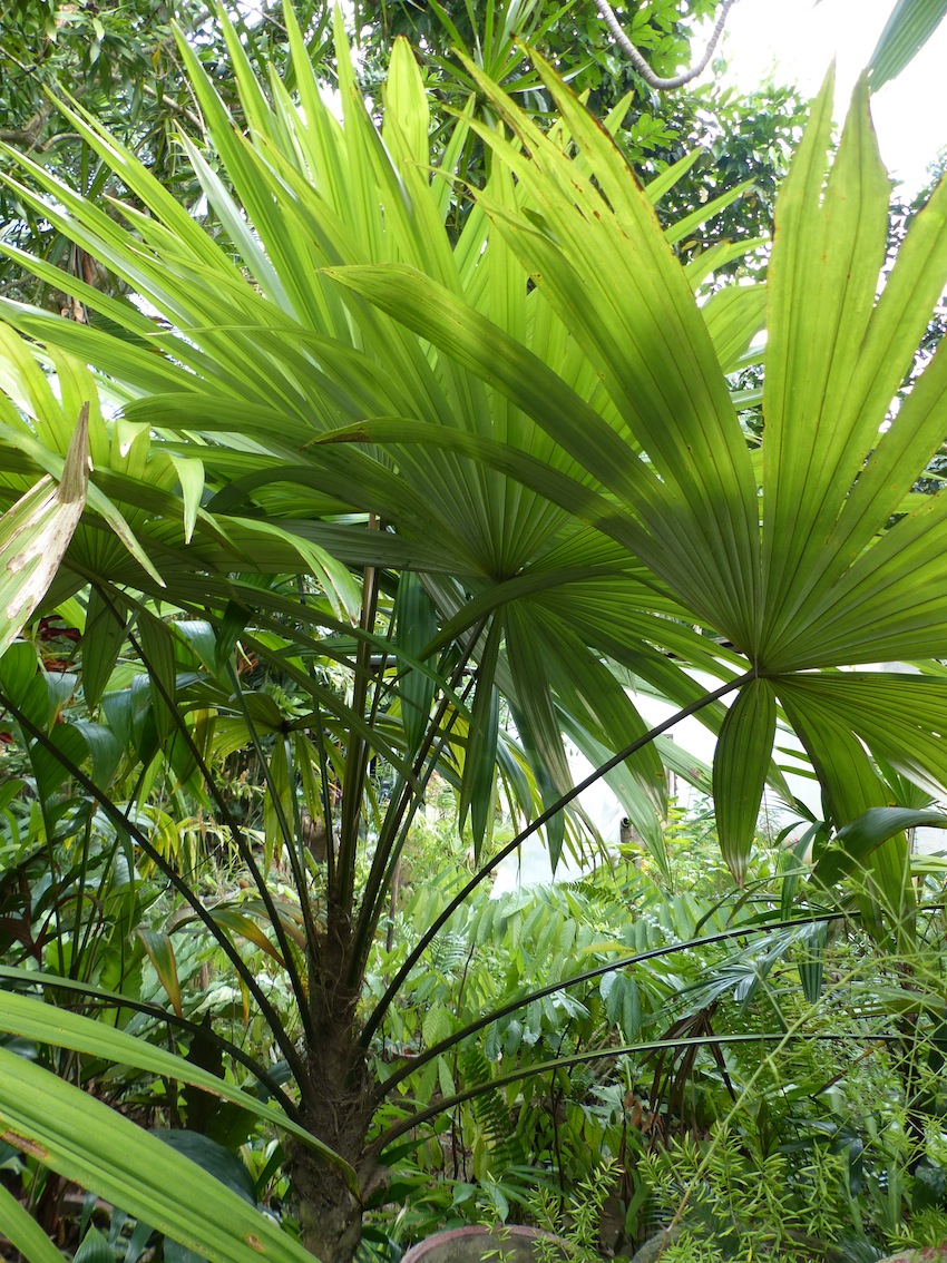 Cryosophila guagara in Samarakoon's garden