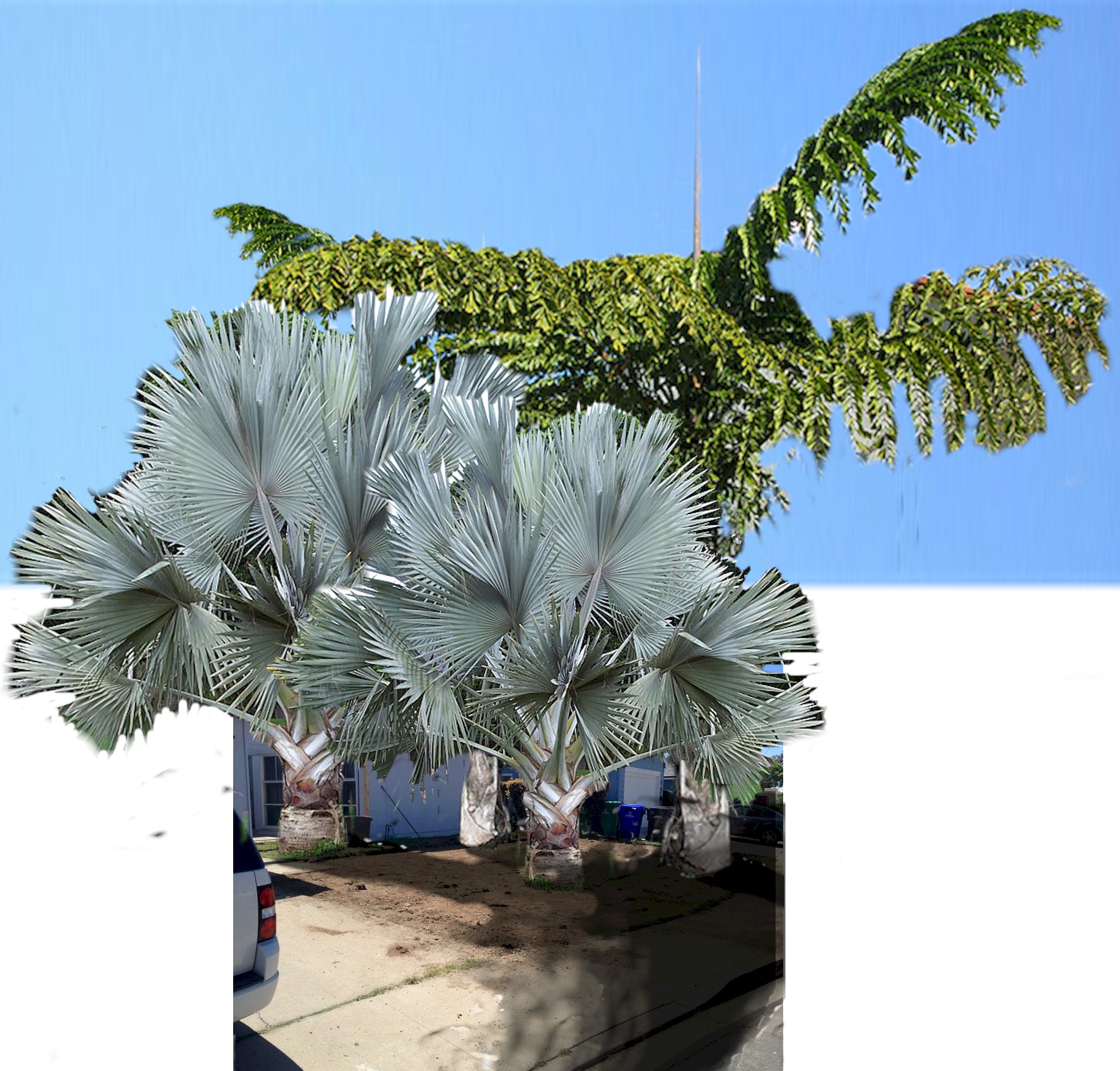 Drip System Installed, and DG Walkway! Happy Palms DISCUSSING PALM TREES WORLDWIDE PalmTalk
