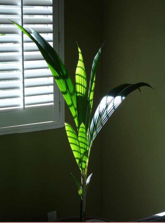 coco_indoors.thumb.jpg.e7927054cf9ae64f4