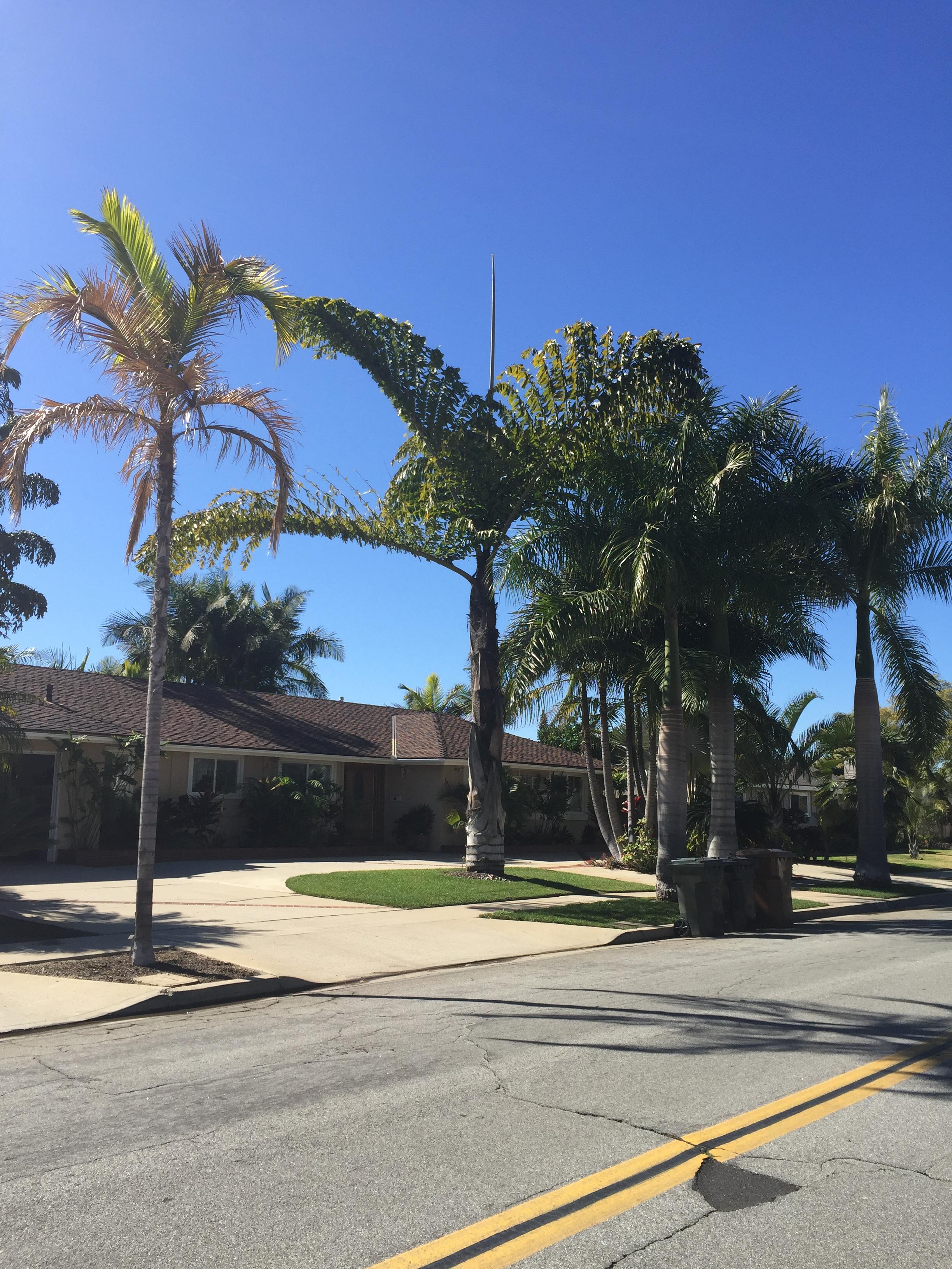Mature garden on Las Palmas Avenue Fullerton CA
