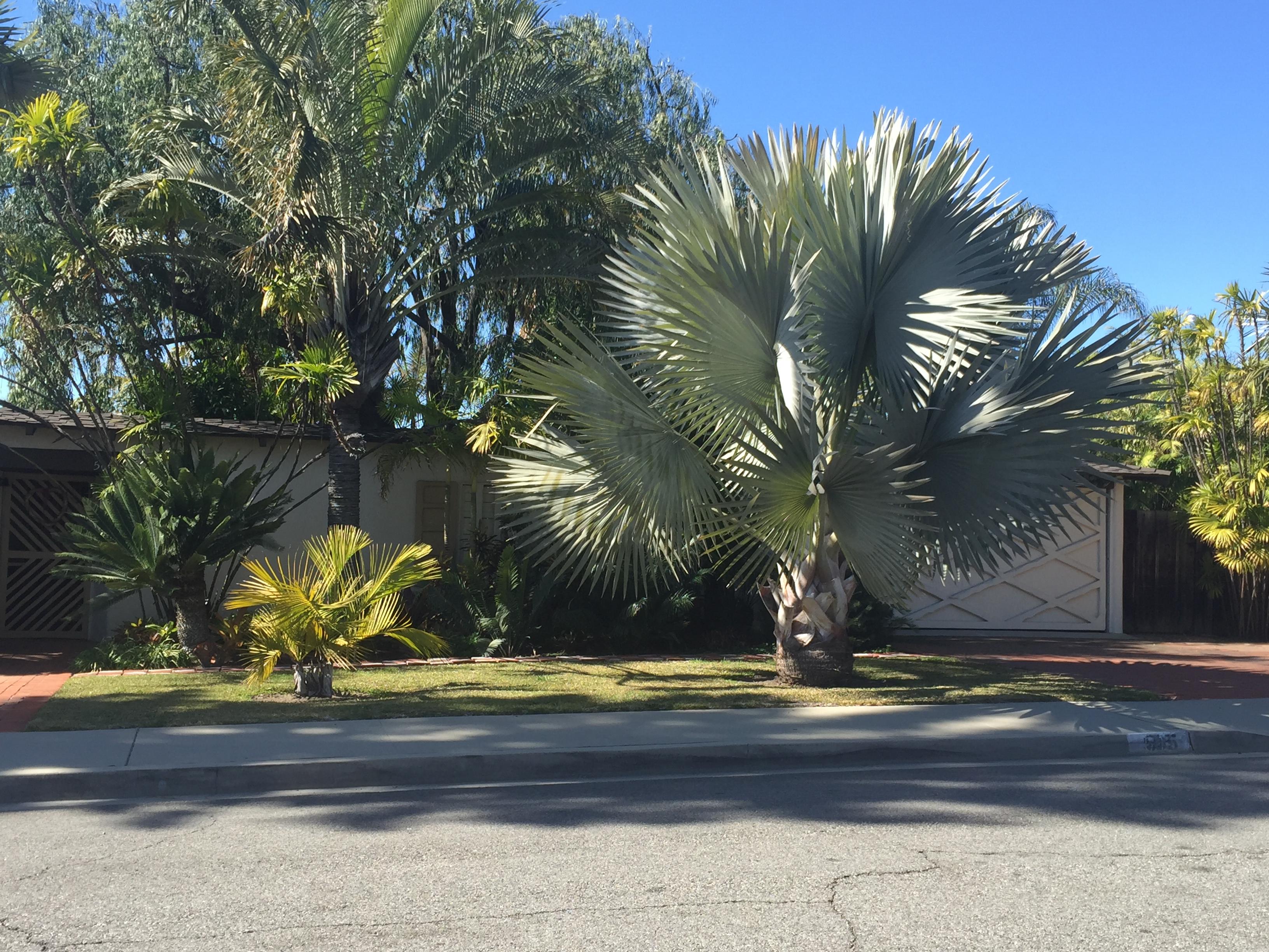 Growth rate differences - 2 large palms