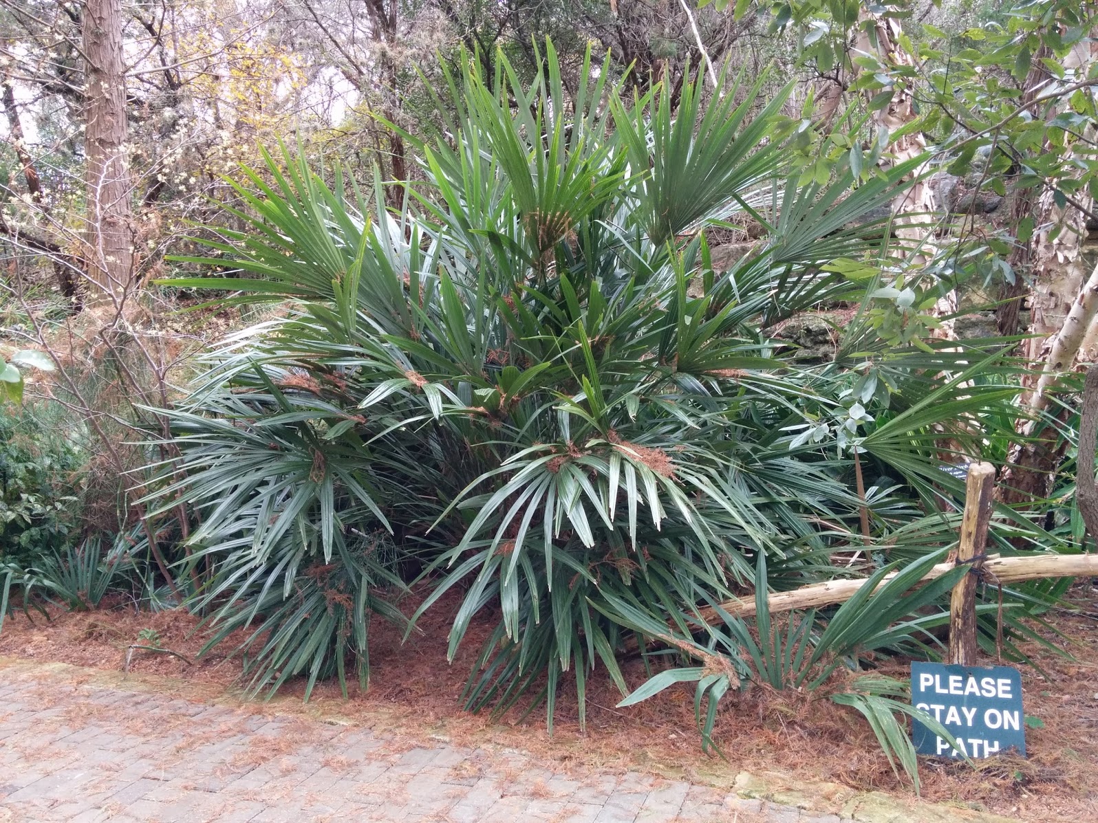 How fast, or how slow do Needle Palms grow? COLD HARDY PALMS PalmTalk