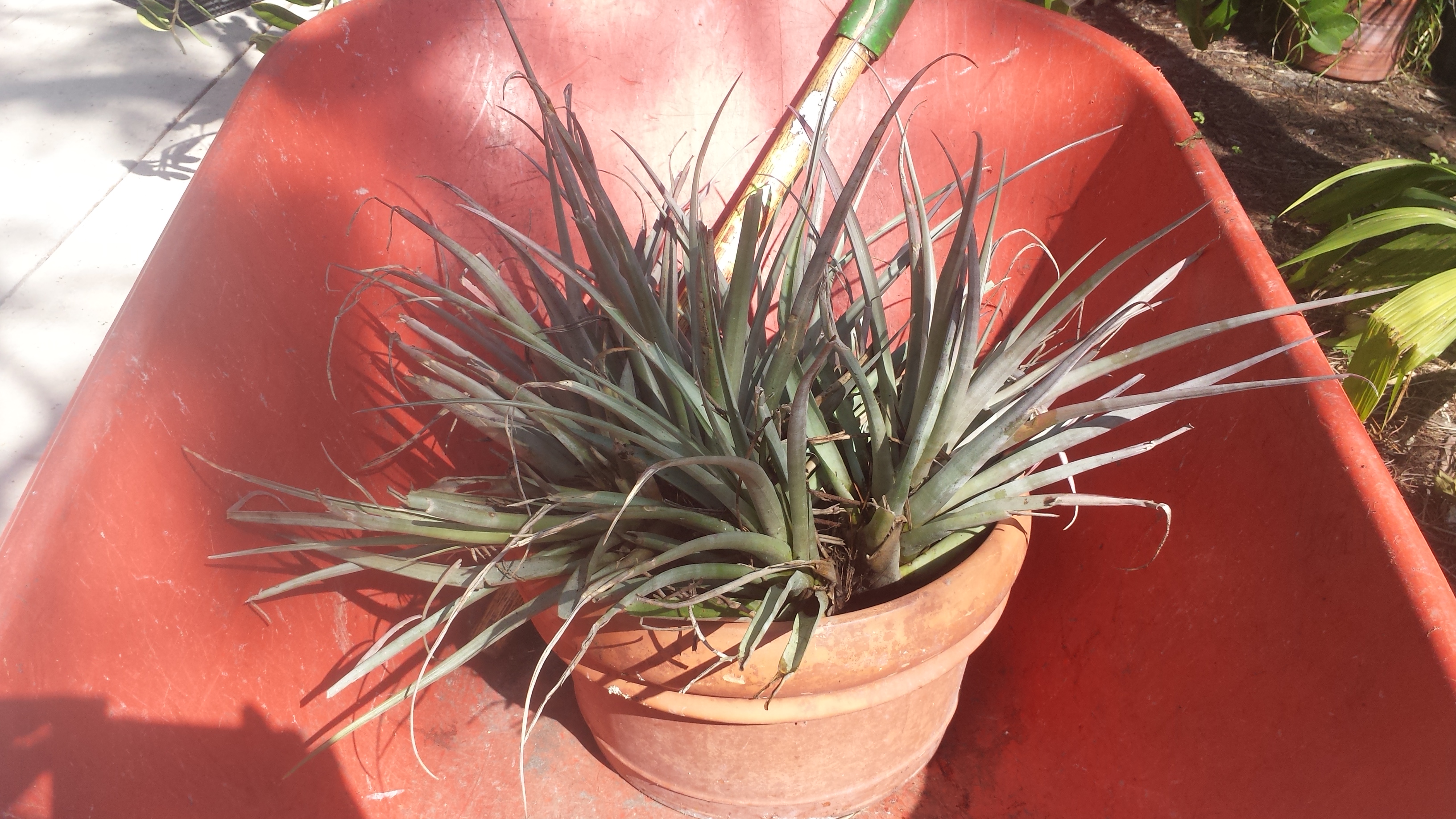 Mystery Tillandsia... Help ID please