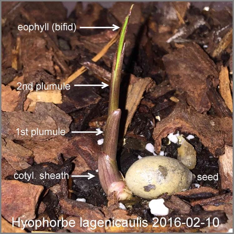 56d5a8b614795_Hyophorbelagenicaulis2016-