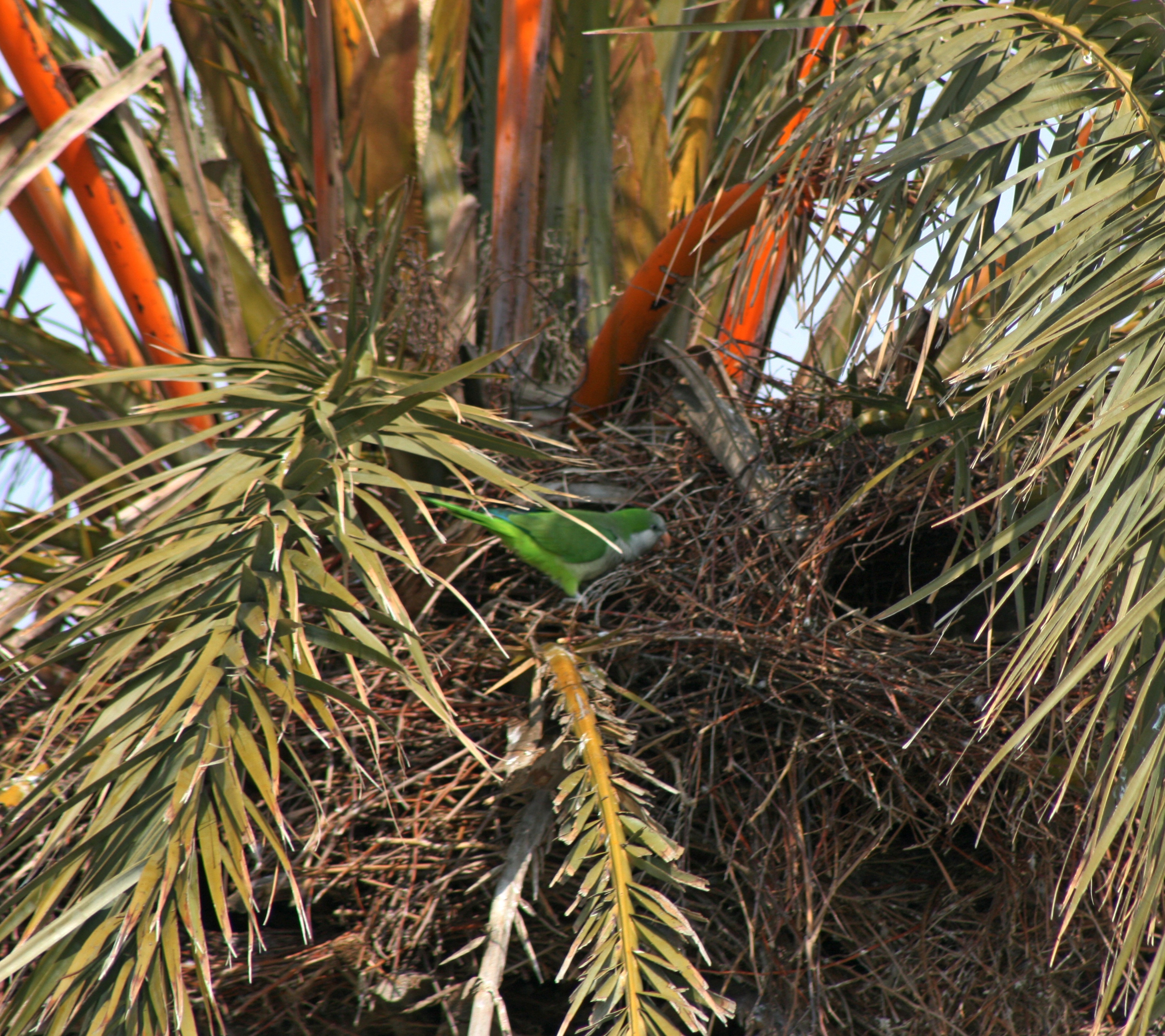A Parakeet in a palmtree