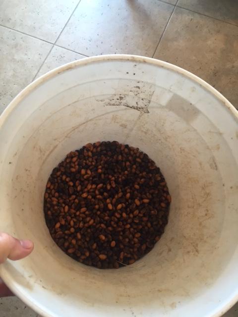 FRESHLY picked Dypsis prestoniana seeds