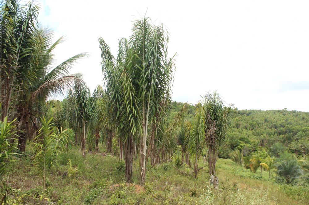 56df716f779a9_Itacar065.thumb.JPG.4e0c73