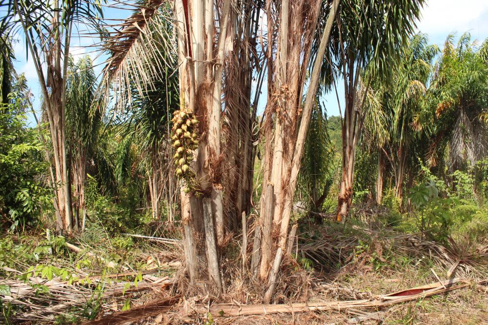 56df786fc7429_Itacar157.thumb.JPG.8b9aee