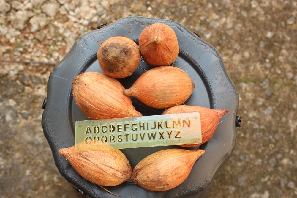 56df7b7453103_Itacar200.thumb.JPG.57f01e