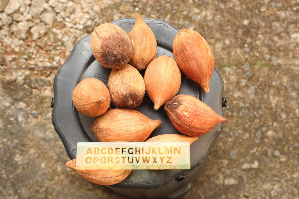 56df7ba7a60b7_Itacar201.thumb.JPG.1f4e10