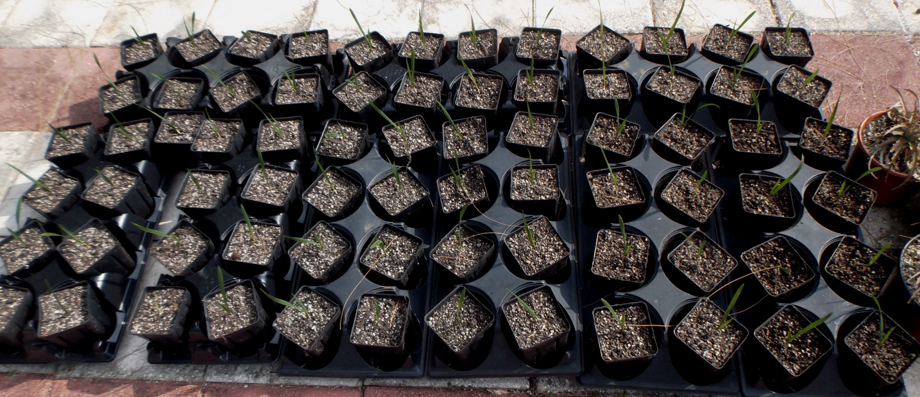 Sabal minor Blountstown Dwarf Strap Leaf Seedlings for Sale