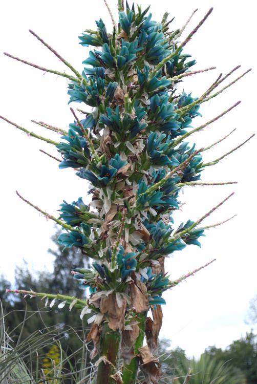 Puya alpestris flowrs again.jpg