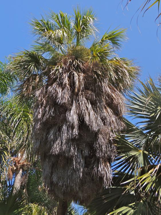 SAbal palmetto crown with skirt H.jpg