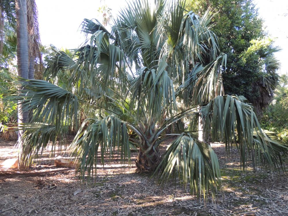 Sabal palmetto larb.jpg