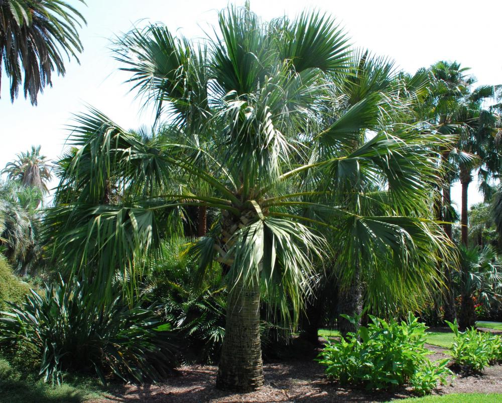 Sabal palmetto H 2.jpg