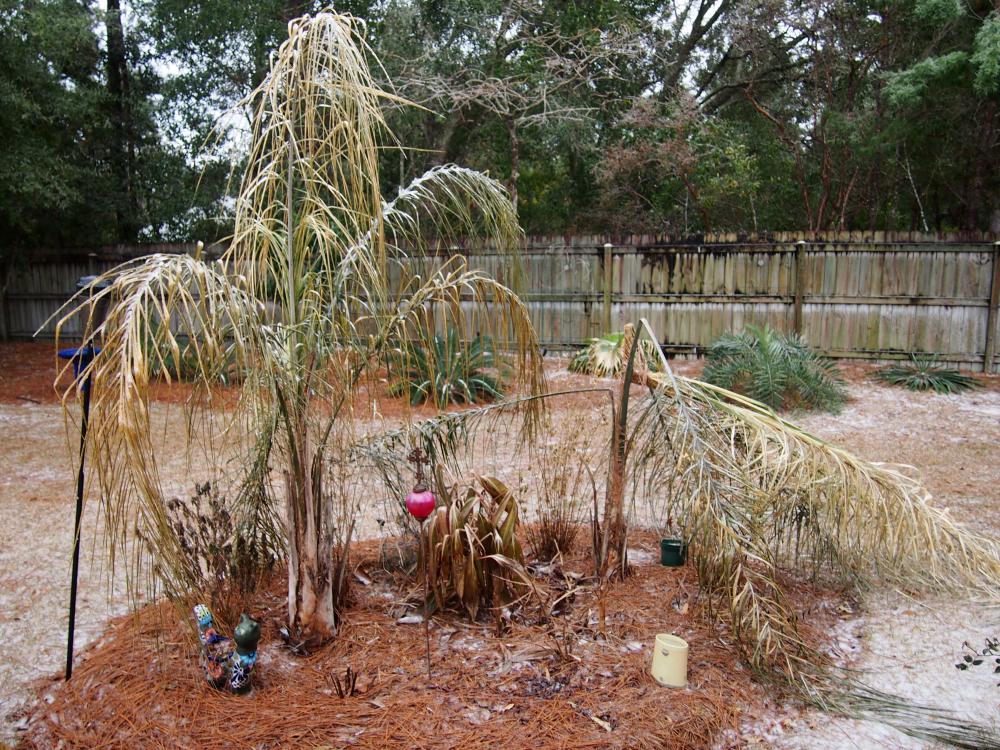 56f87f3d3a1b4_IceStorm3014.thumb.JPG.8b6