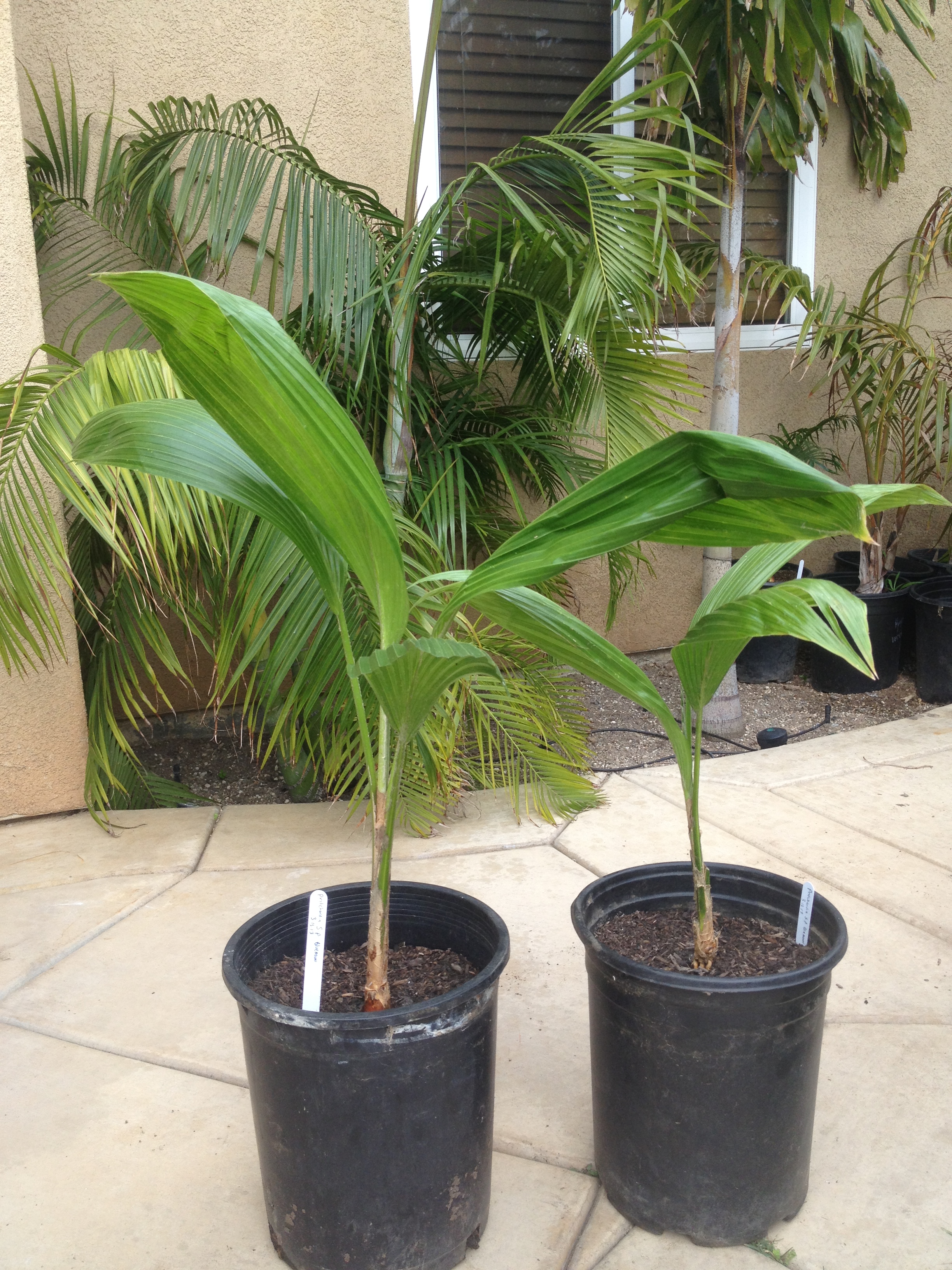 Hawaiian pritchardia palms for sale