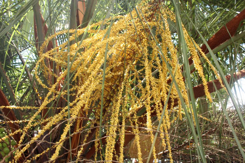 Butia eriospatha 006.JPG