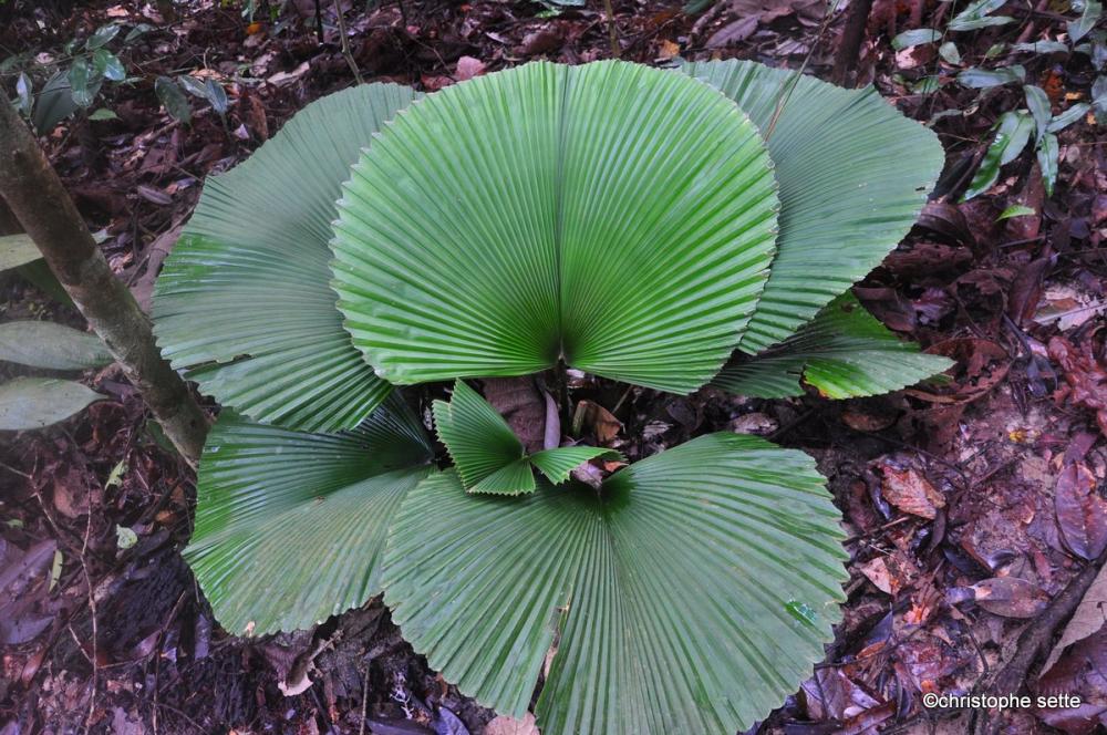 DSC_0445.thumb.JPG.34920ce64bab7217a7f7c