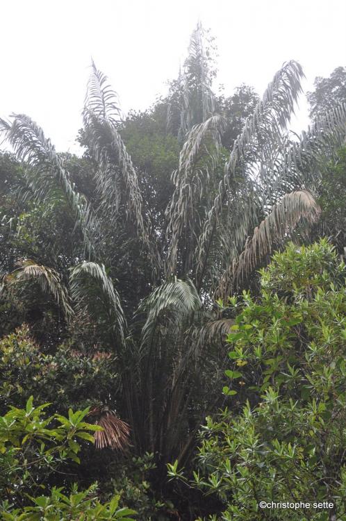 DSC_0599.thumb.JPG.c5fc25869c91ac94ae2fb