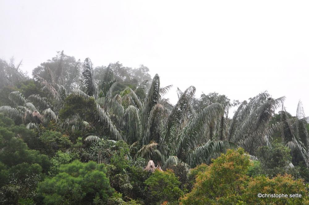 DSC_0633.thumb.JPG.3c2c8cada84e7cdae9db0