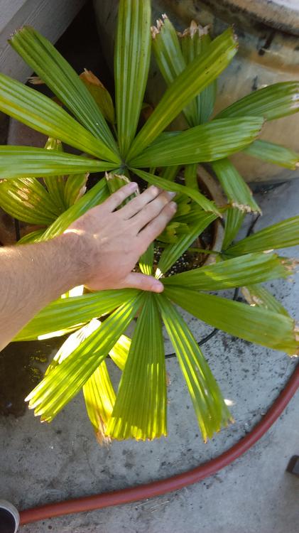 IMAG0674.thumb.jpg.b08a9aa2e85b4a169eb93