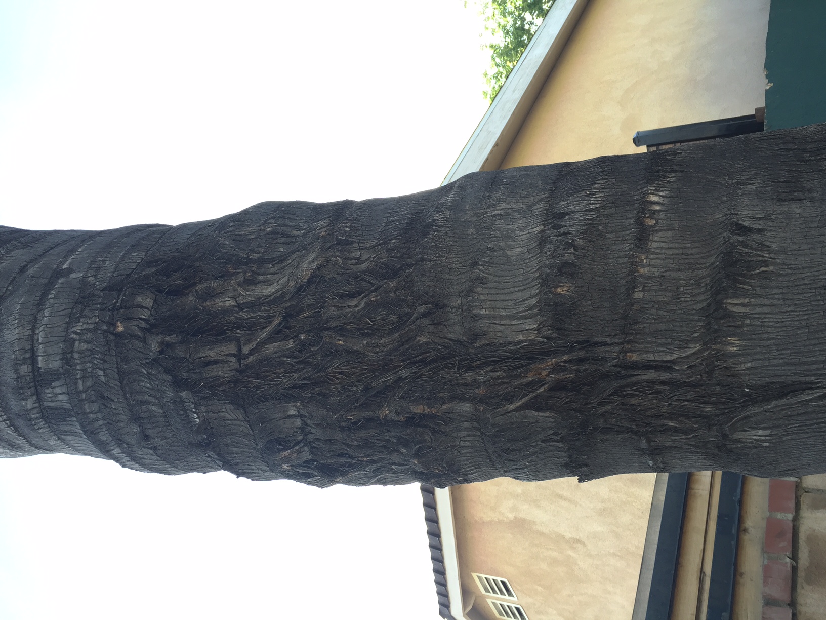 Can my palm tree be saved? DISCUSSING PALM TREES WORLDWIDE PalmTalk