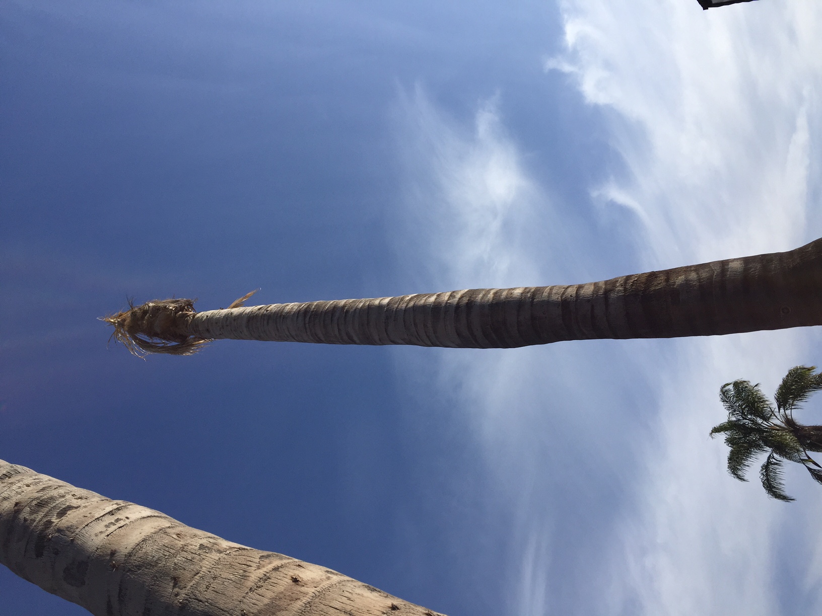 Can my palm tree be saved? DISCUSSING PALM TREES WORLDWIDE PalmTalk