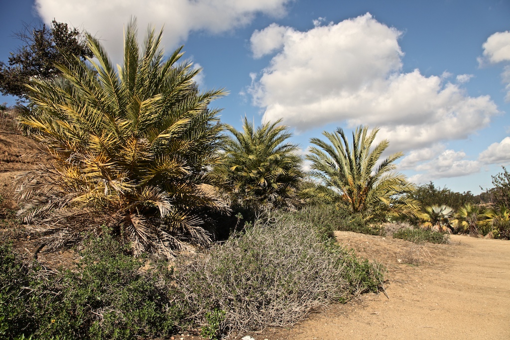 Sun Hardy Palms in the Balboa Park Succulent Garden