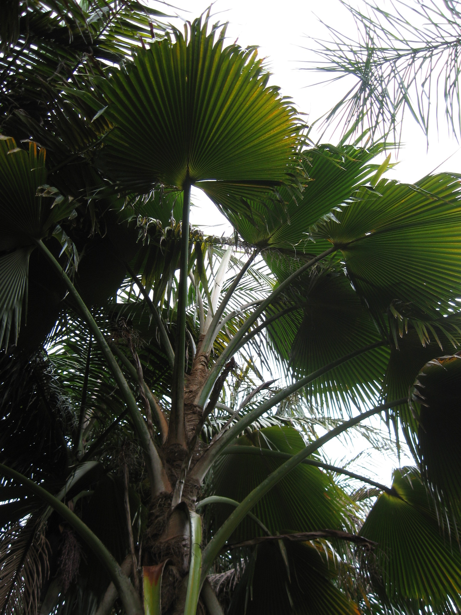 Pritchardia ID